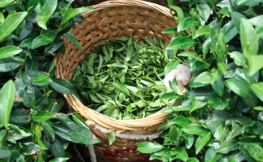 乐山茶叶及茶制品检测,茶叶及茶制品检测费用,茶叶及茶制品检测机构,茶叶及茶制品检测项目